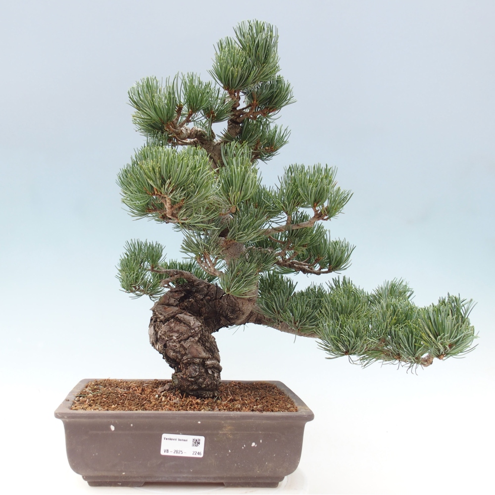 Bonsai da esterno - Pinus parviflora - Pinus parviflora
