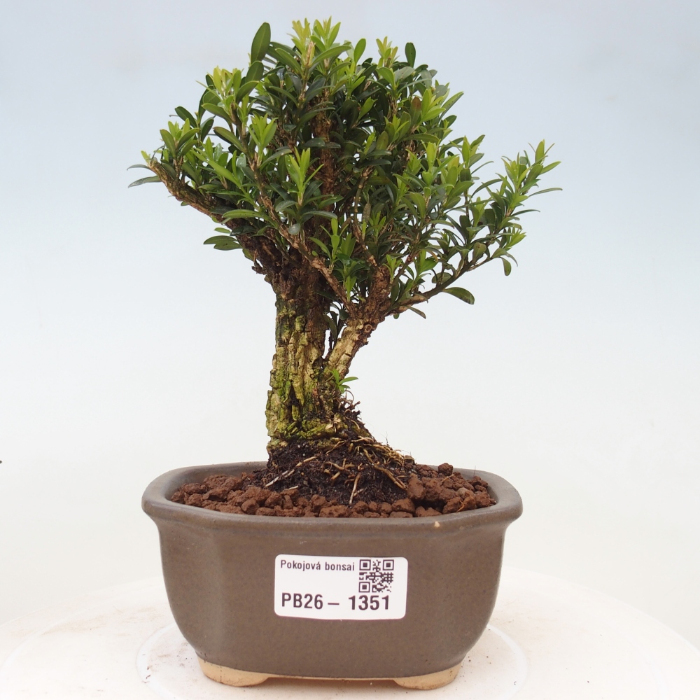 Camera bonsai - Buxus harlandii - buxus da sughero