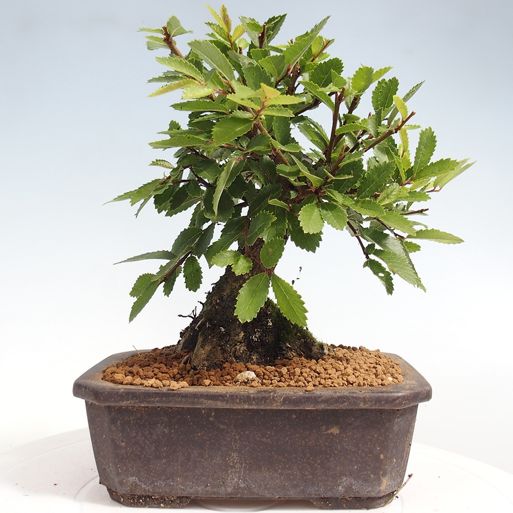 Bonsai da esterno - Zelkova - Zelkova NIRE