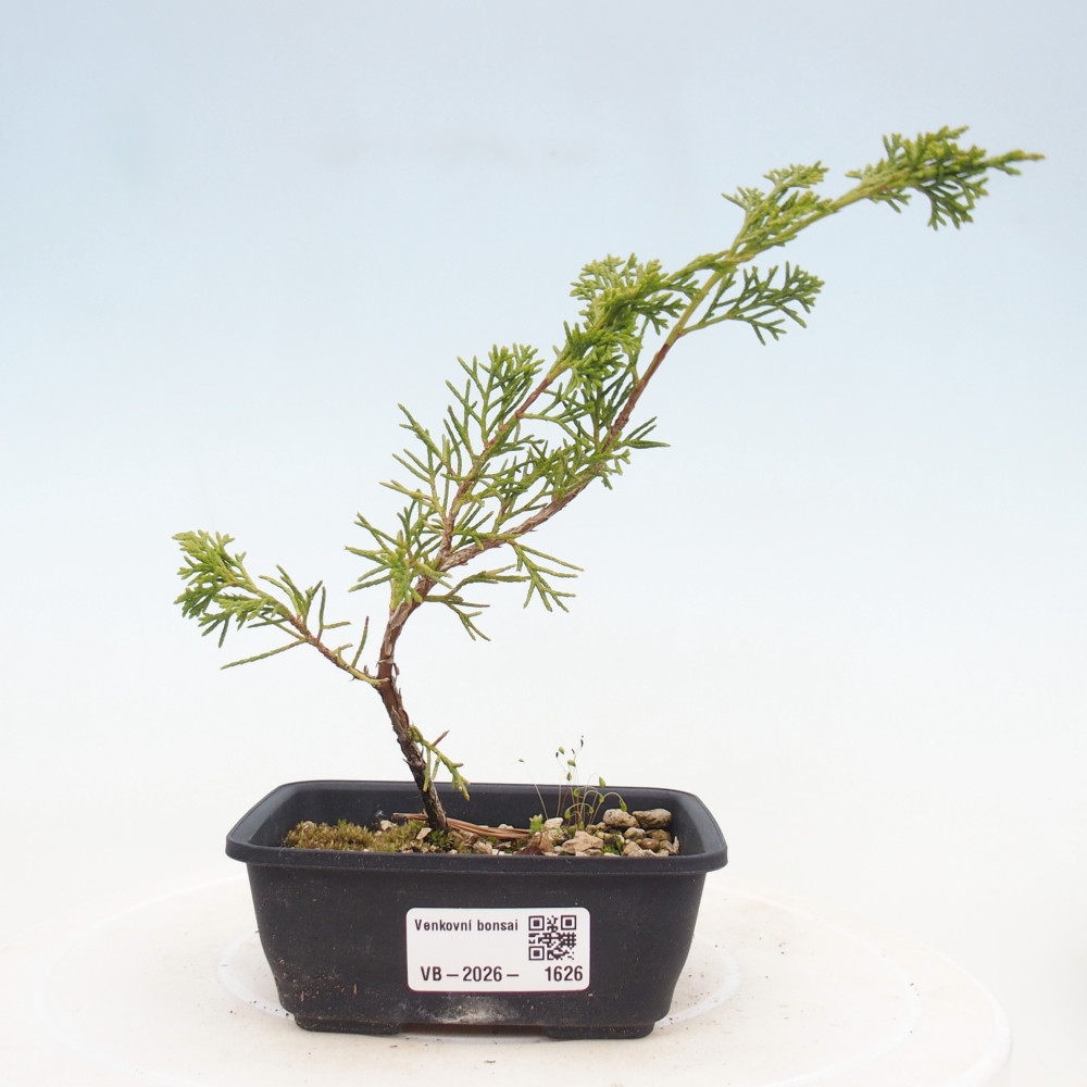 Bonsai da esterno - Juniperus chinensis Itoigawa