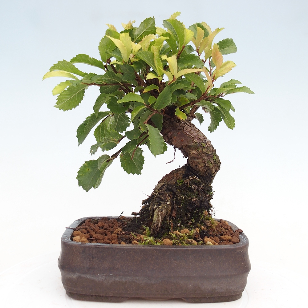 Bonsai da esterno - Zelkova - Zelkova NIRE