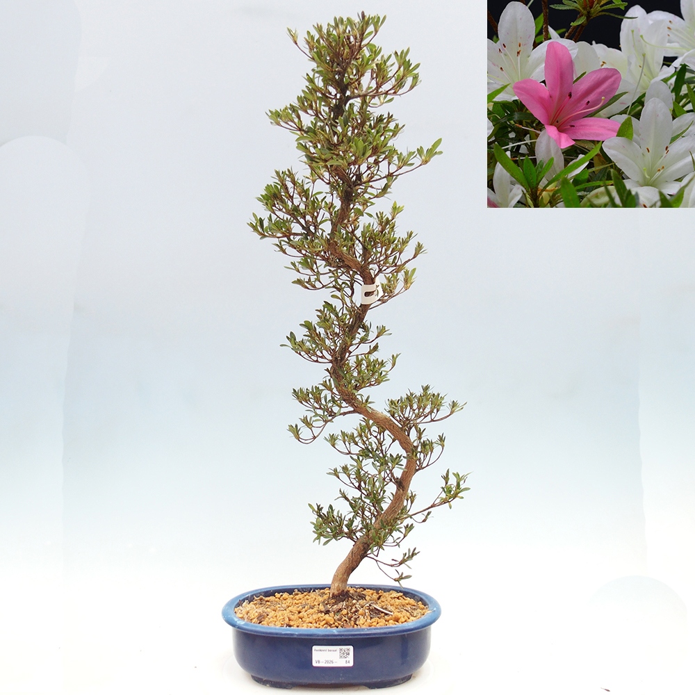 Bonsai da esterno - Azalea giapponese - Azalea Hakurin