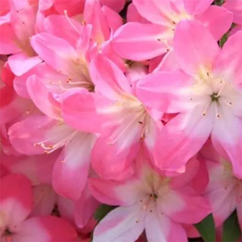 Bonsai da esterno - Azalea giapponese - Azalea Akari