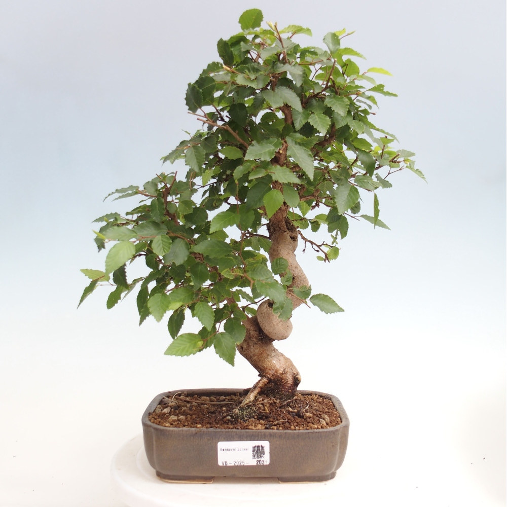 Bonsai da esterno -Carpinus CARPINOIDES - Carpino coreano