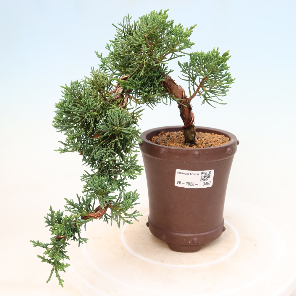 Bonsai da esterno - Juniperus chinensis Kishu