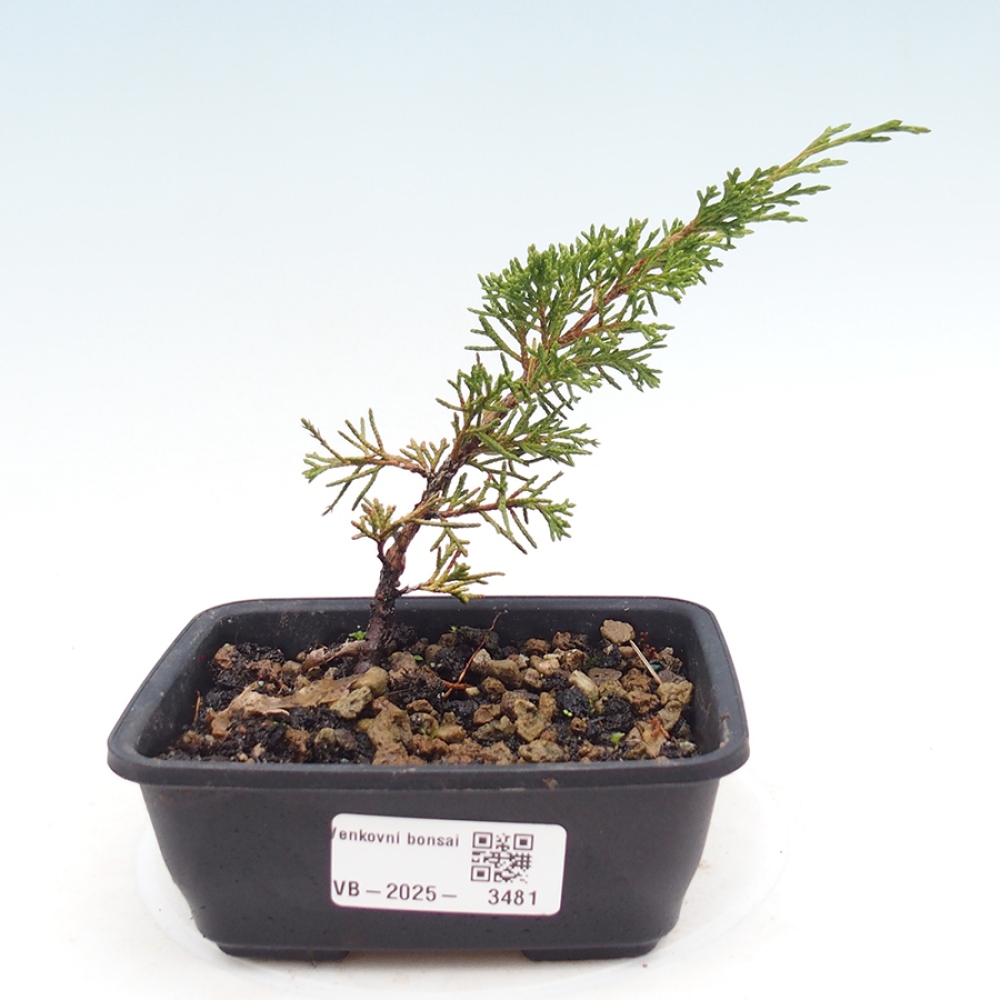 Bonsai da esterno - Juniperus chinensis Itoigawa