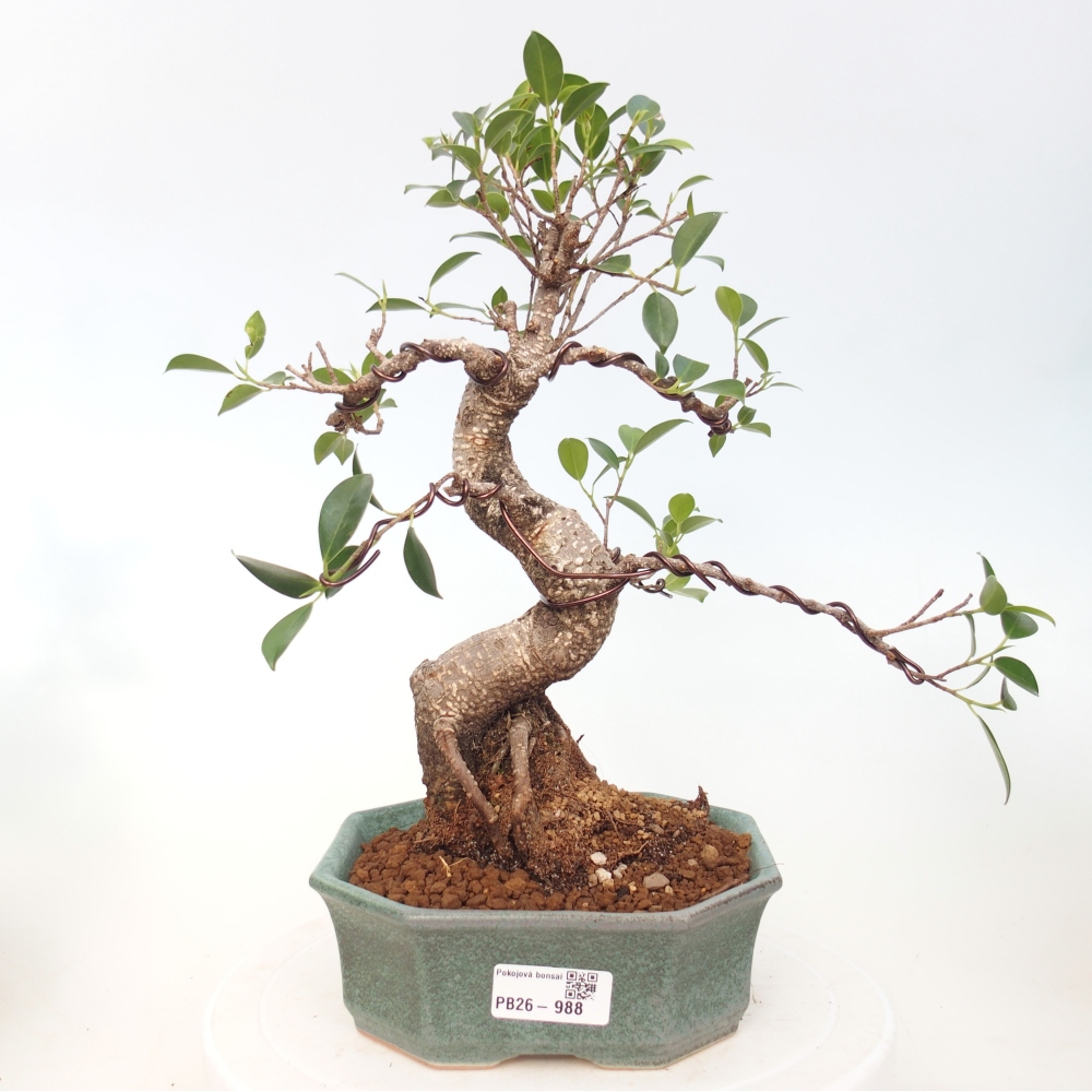 Camera bonsai - Ficus retusa - ficus a foglie piccole