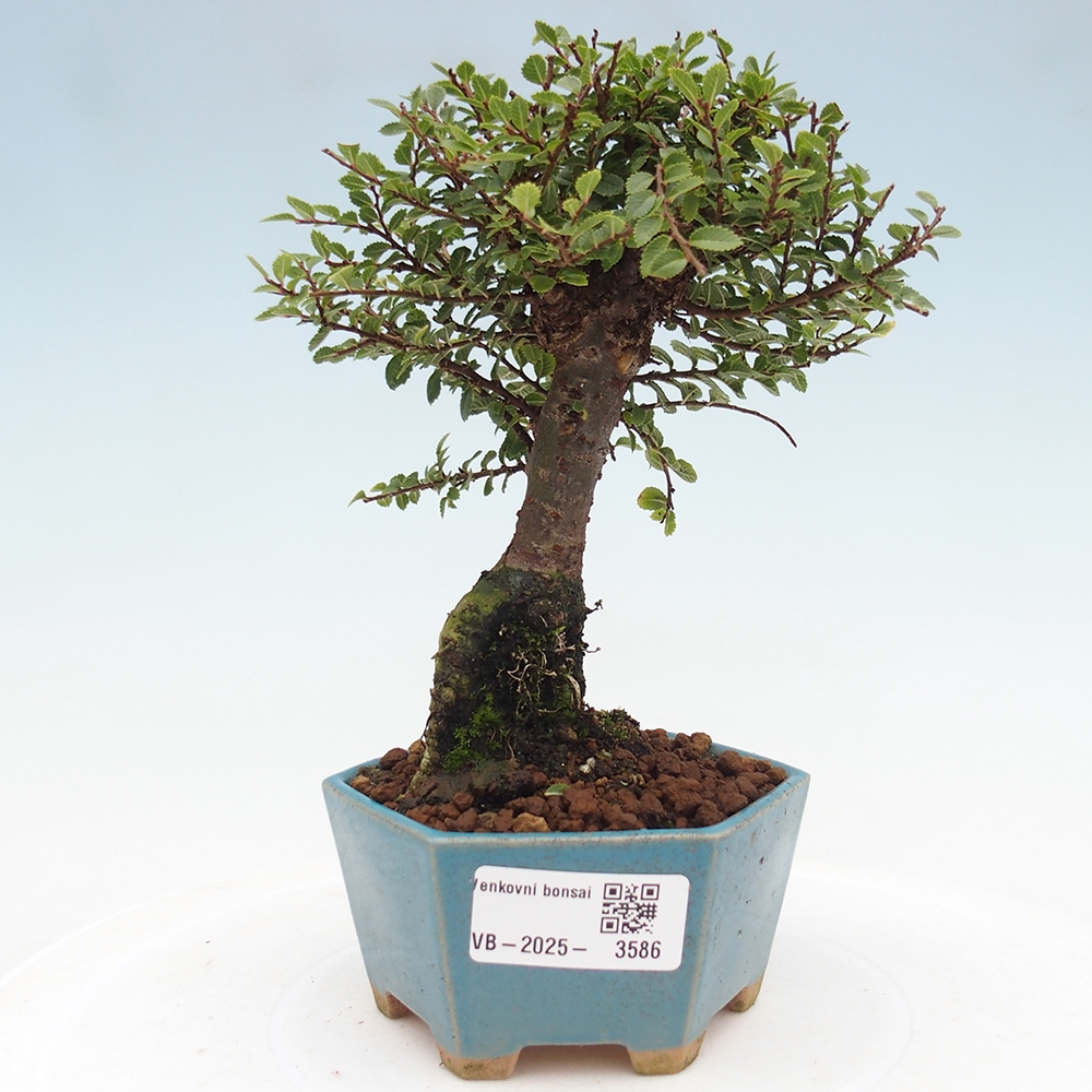 Bonsai da esterno - Ulmus parvifolia Hokkaido - Olmo cinese