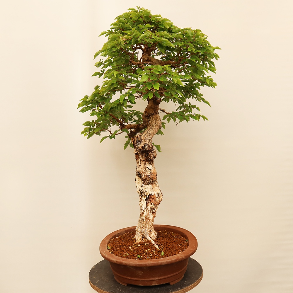 Bonsai da esterno -Carpinus Coreana - Carpino coreano