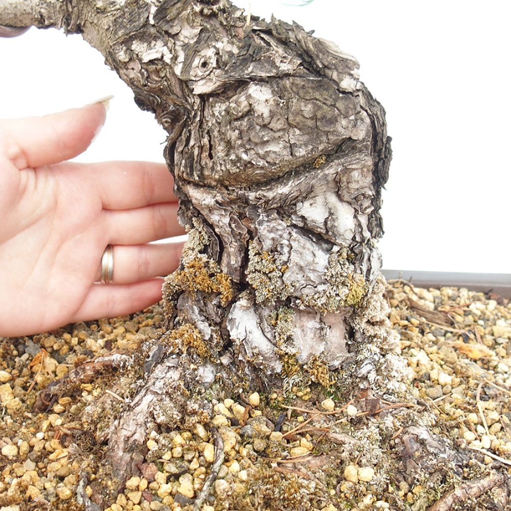 Bonsai da esterno - Pinus parviflora - Pinus parviflora