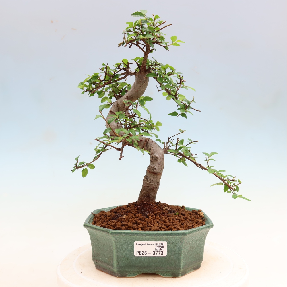 Camera bonsai - Ulmus parvifolia - Olmo a foglie piccole