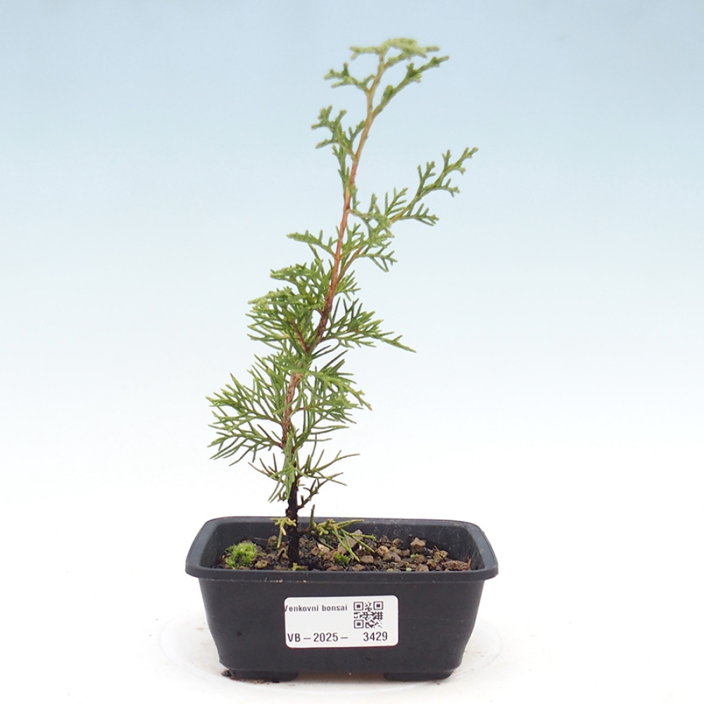 Bonsai da esterno - Juniperus chinensis Itoigawa