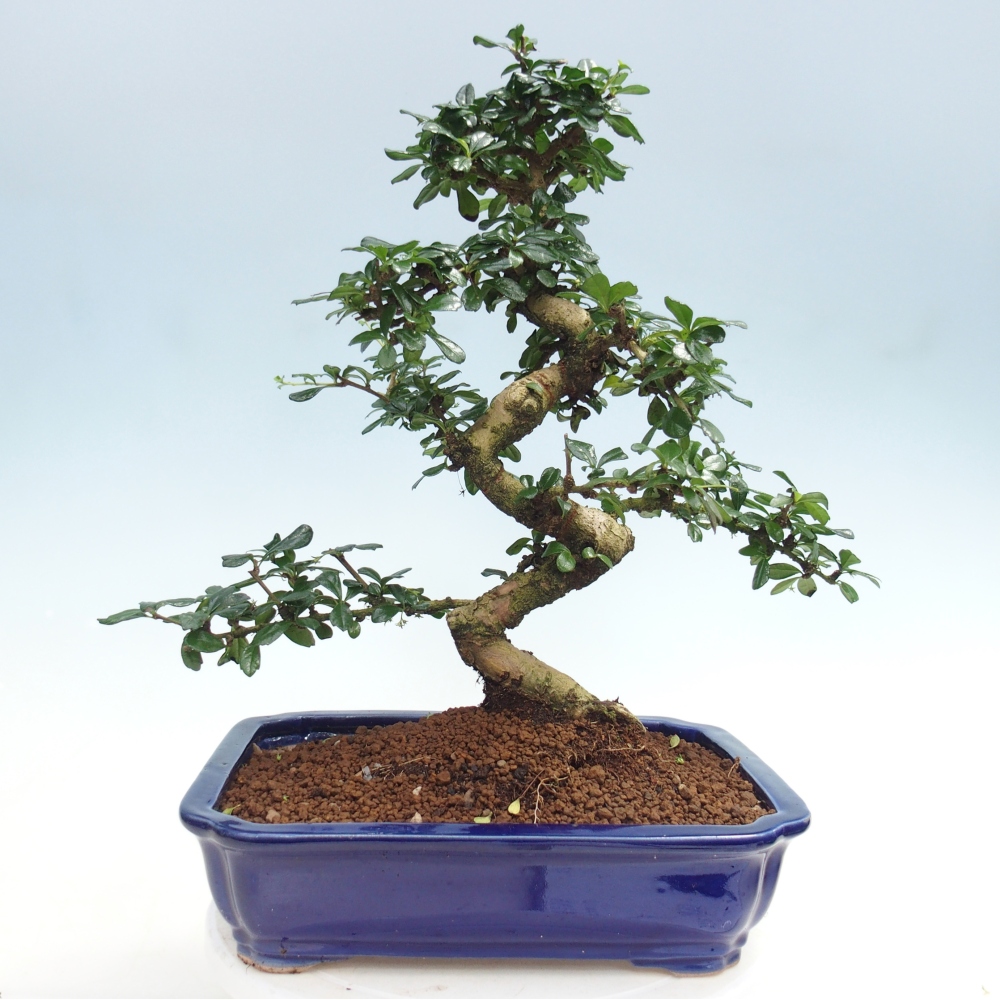 Camera bonsai - Carmona macrophylla - Tea fuki