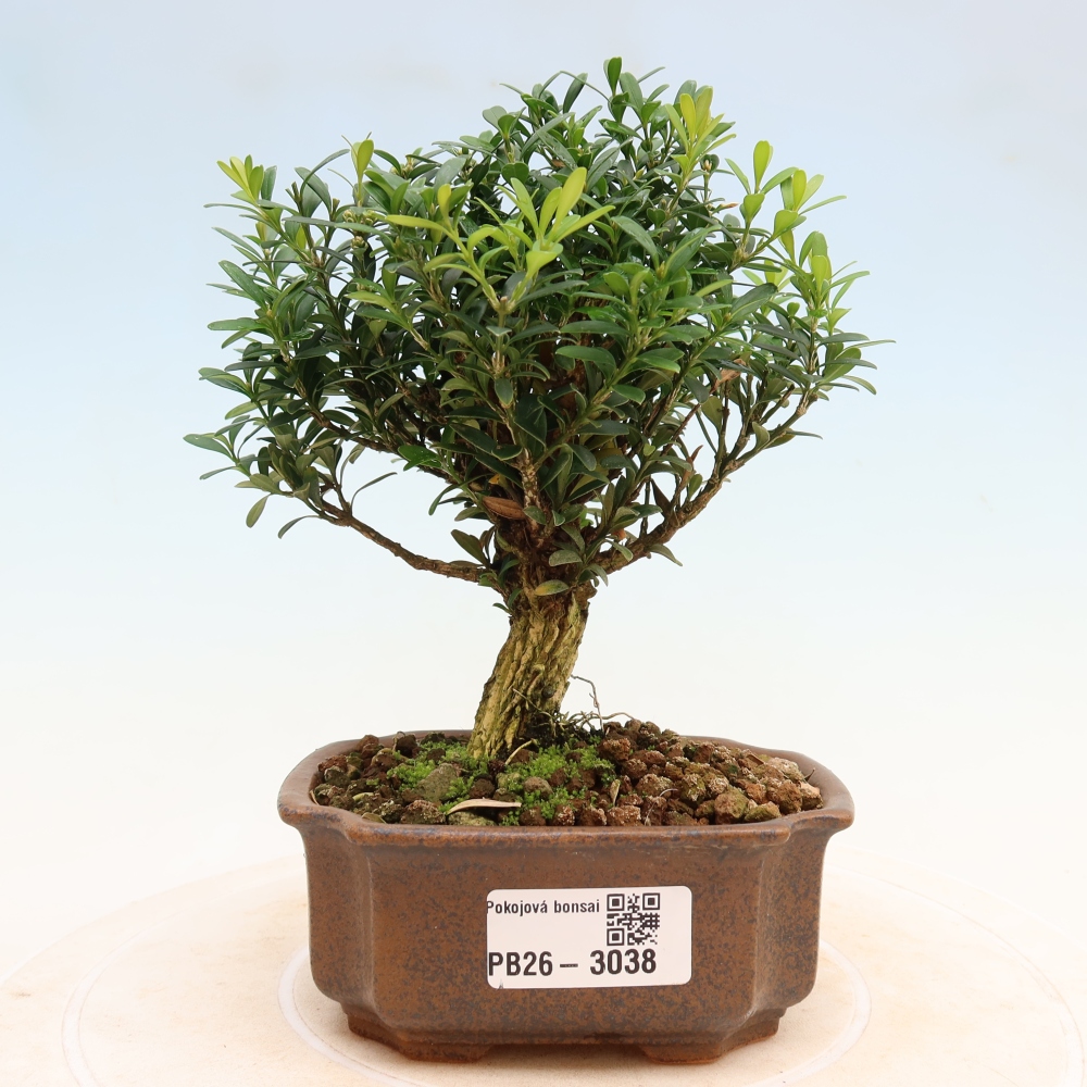 Camera bonsai - Buxus harlandii - buxus da sughero
