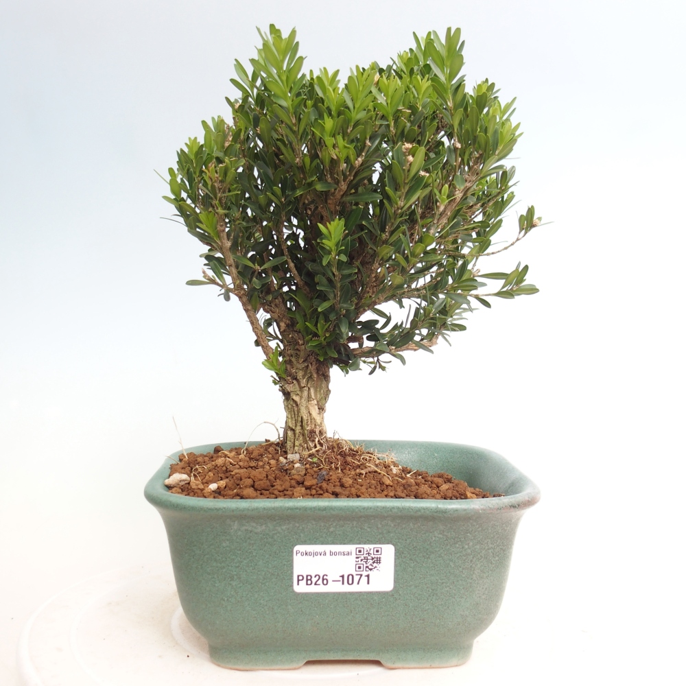 Camera bonsai - Buxus harlandii - buxus da sughero