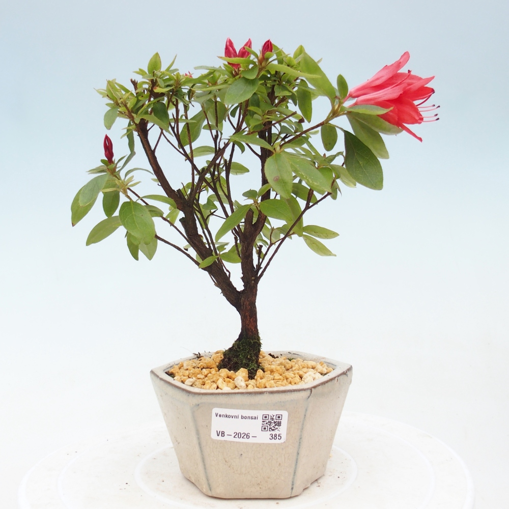 Bonsai da esterno - Azalea giapponese - Azalea sp.