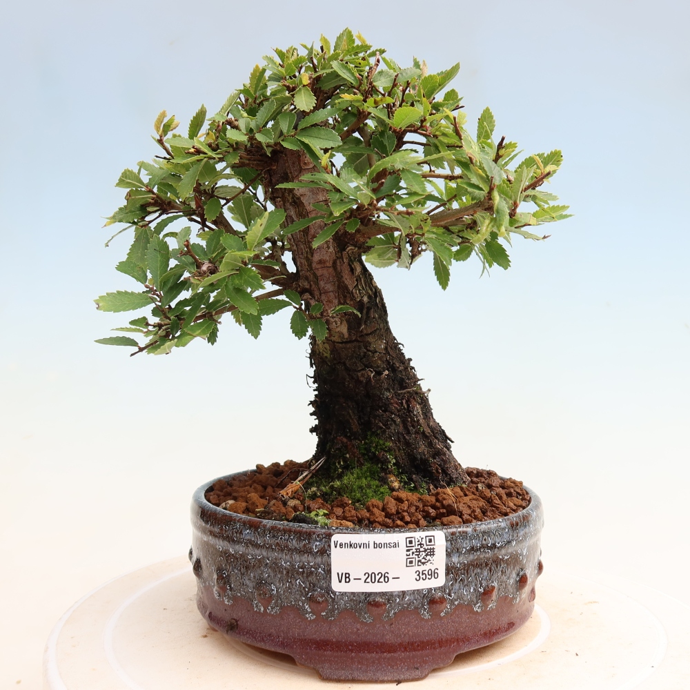 Bonsai da esterno - Zelkova - Zelkova NIRE