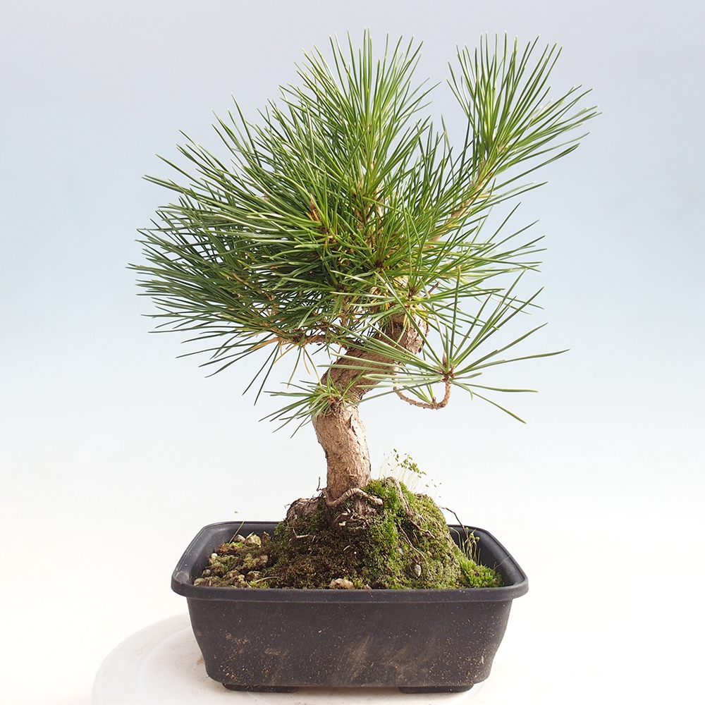 Bonsai da esterno - Pinus thunbergii - Pino di Thunberg