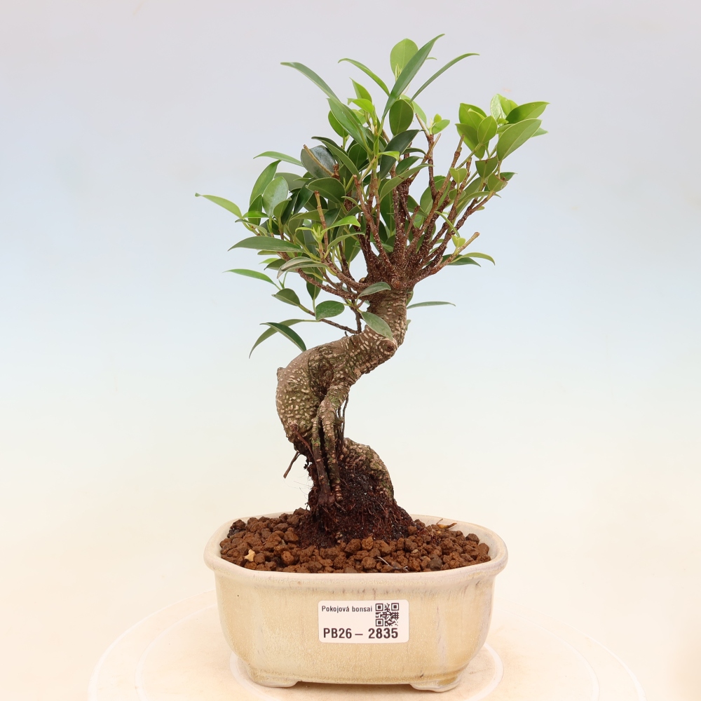 Camera bonsai - Ficus kimmen - ficus a foglie piccole