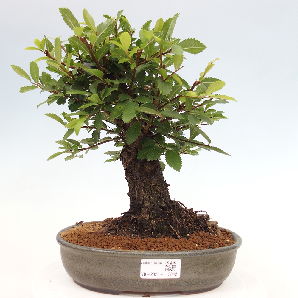 Bonsai da esterno - Zelkova - Zelkova NIRE