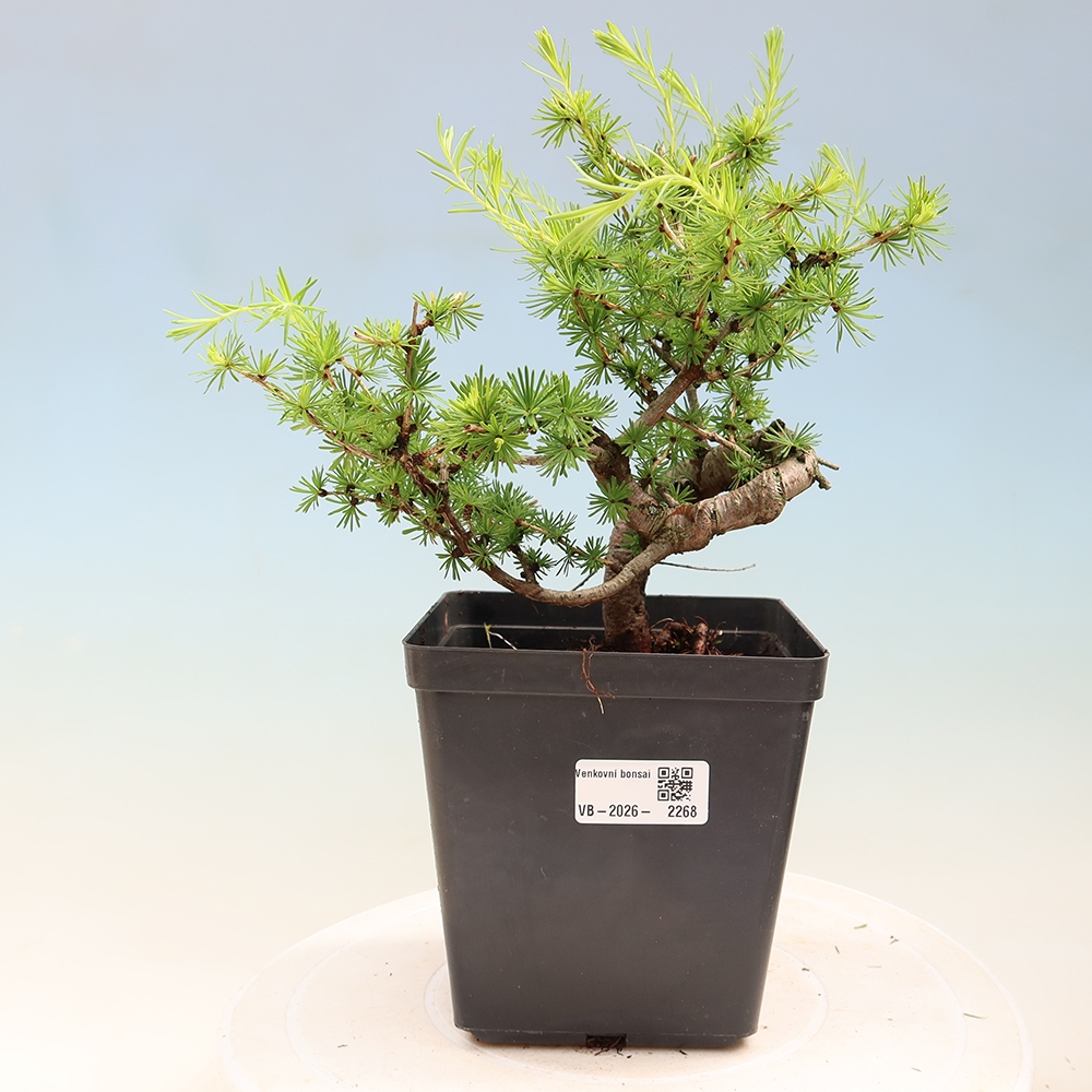Bonsai da esterno -Larix decidua - Larice
