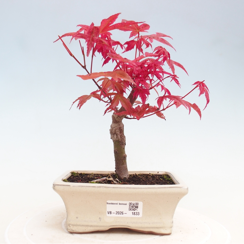 Bonsai da esterno - Acer palmatum DESHOJO