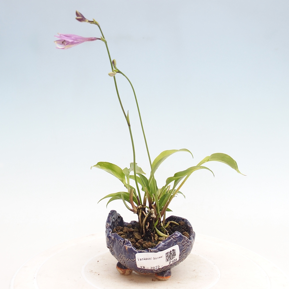 Bonsai da esterno - Mini Hosta - Bohyška
