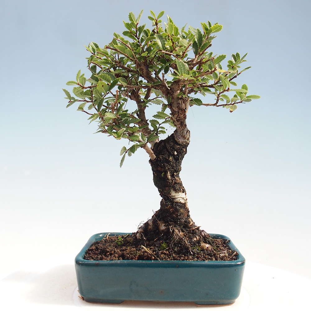 Bonsai da esterno - Zelkova - Zelkova NIRE