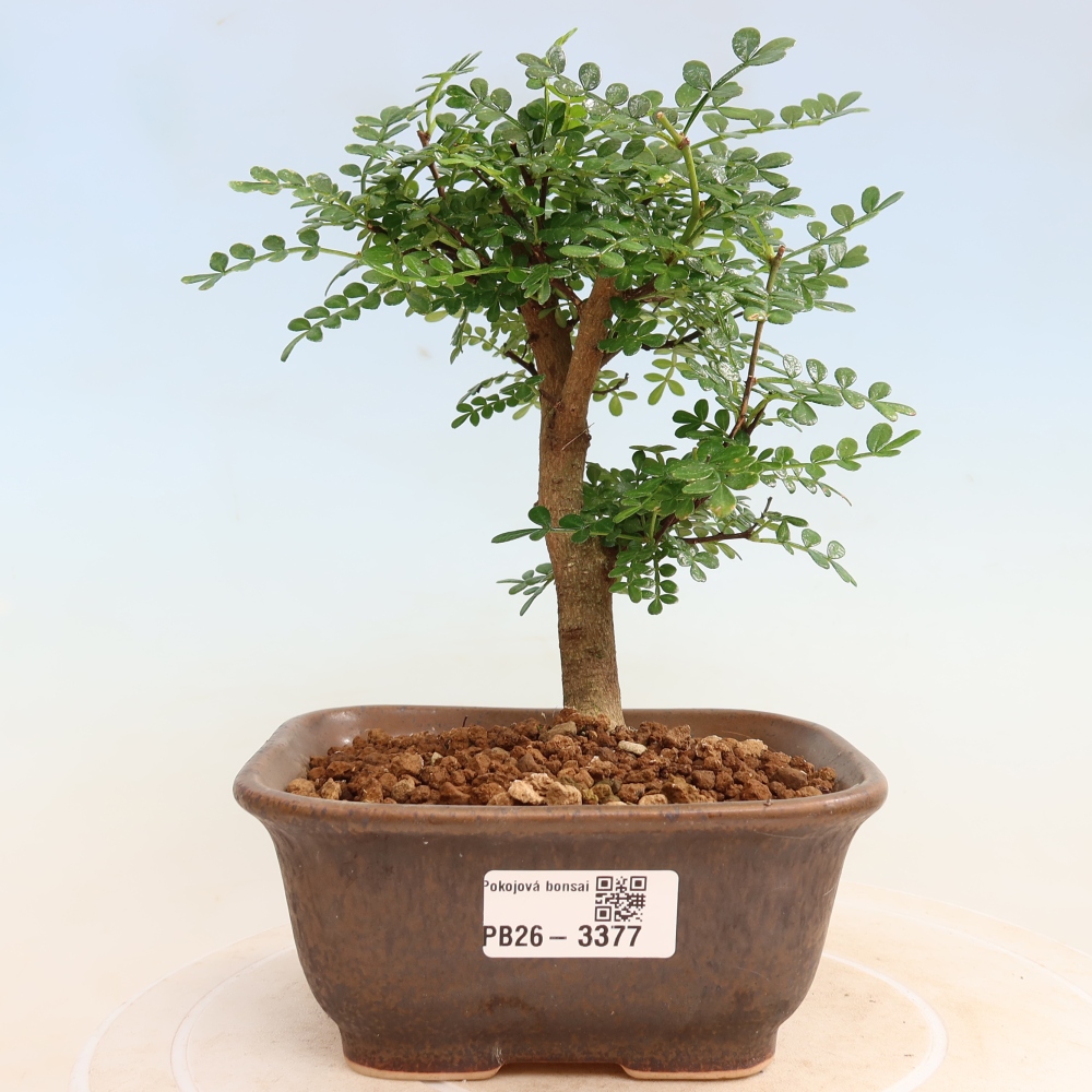 Camera bonsai - Zantoxylum piperitum - albero del pepe