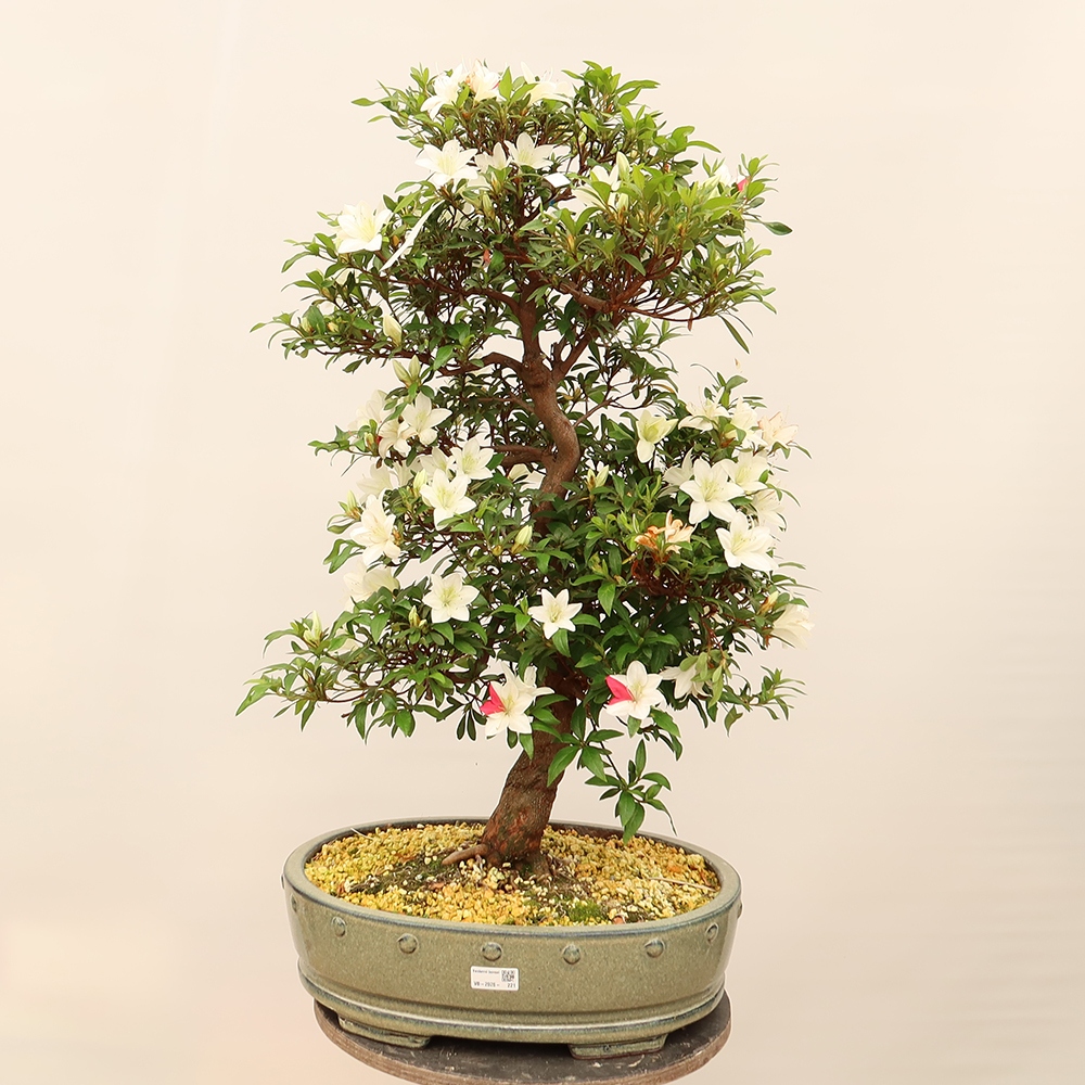 Bonsai da esterno - Azalea giapponese - Azalea CHIHIRO