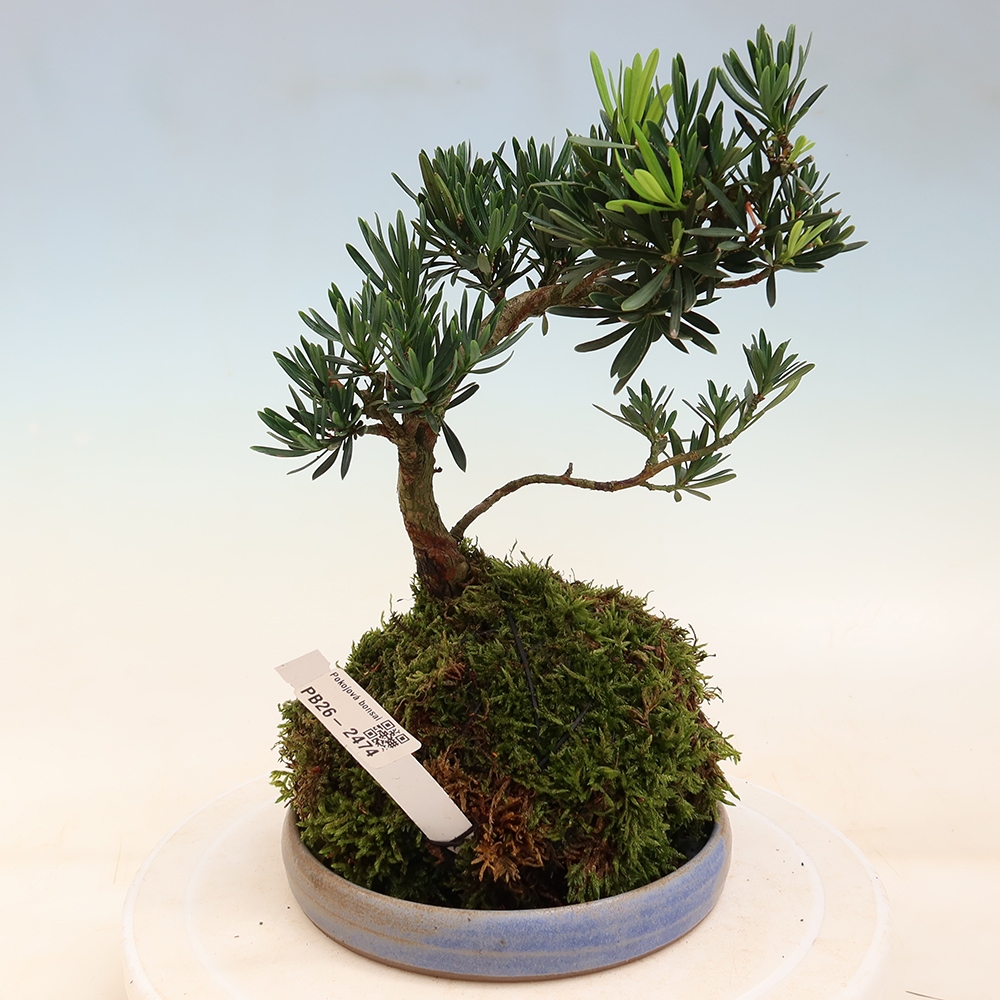 Kokedama con sottovaso - Podocarpus - Tasso di pietra