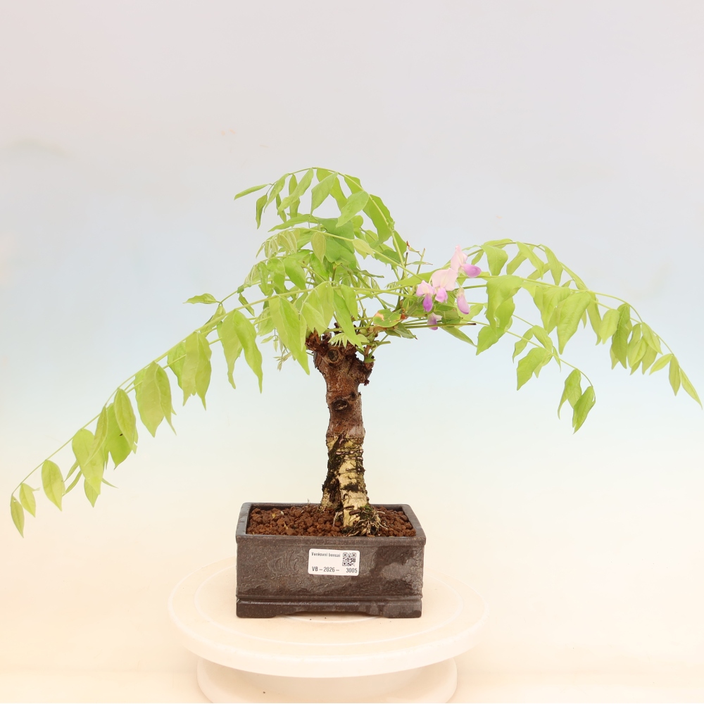 Bonsai da esterno - Glicine floribunda