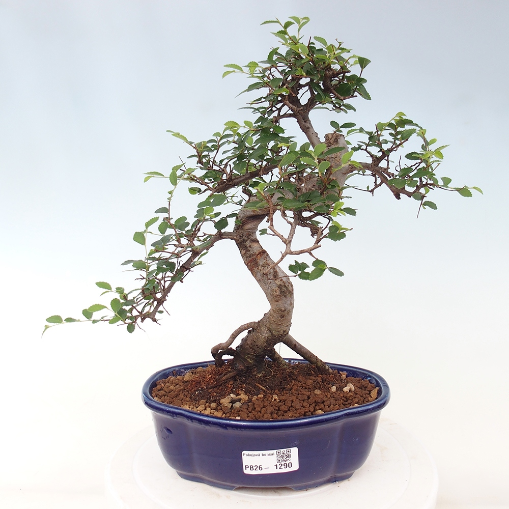 Camera bonsai - Ulmus parvifolia - Olmo a foglie piccole