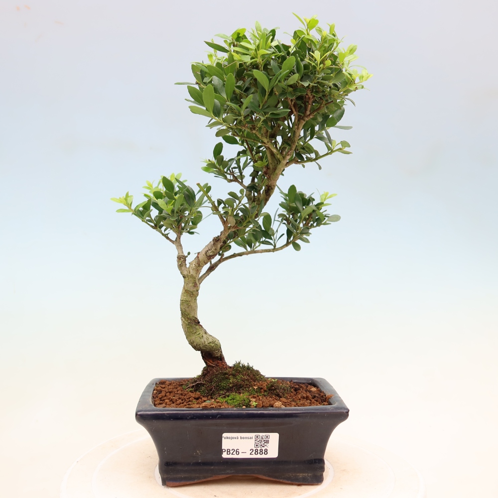Camera bonsai - Ilex crenata - Agrifoglio