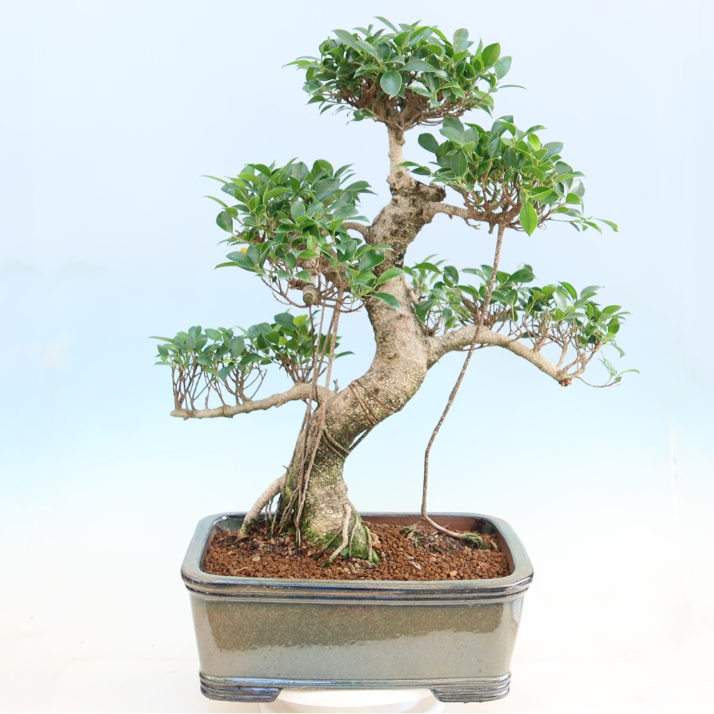 Camera bonsai - Ficus kimmen - ficus a foglie piccole