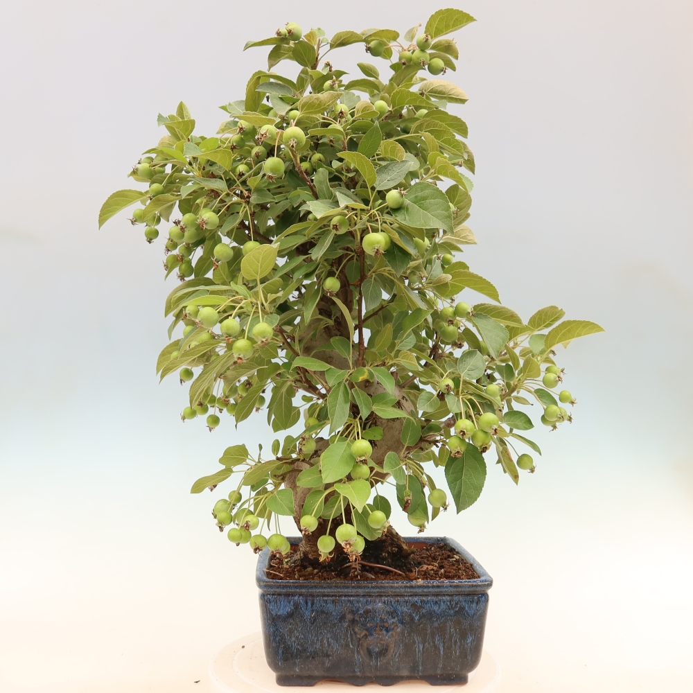 Bonsai da esterno -Malus halliana - Melo a frutto piccolo