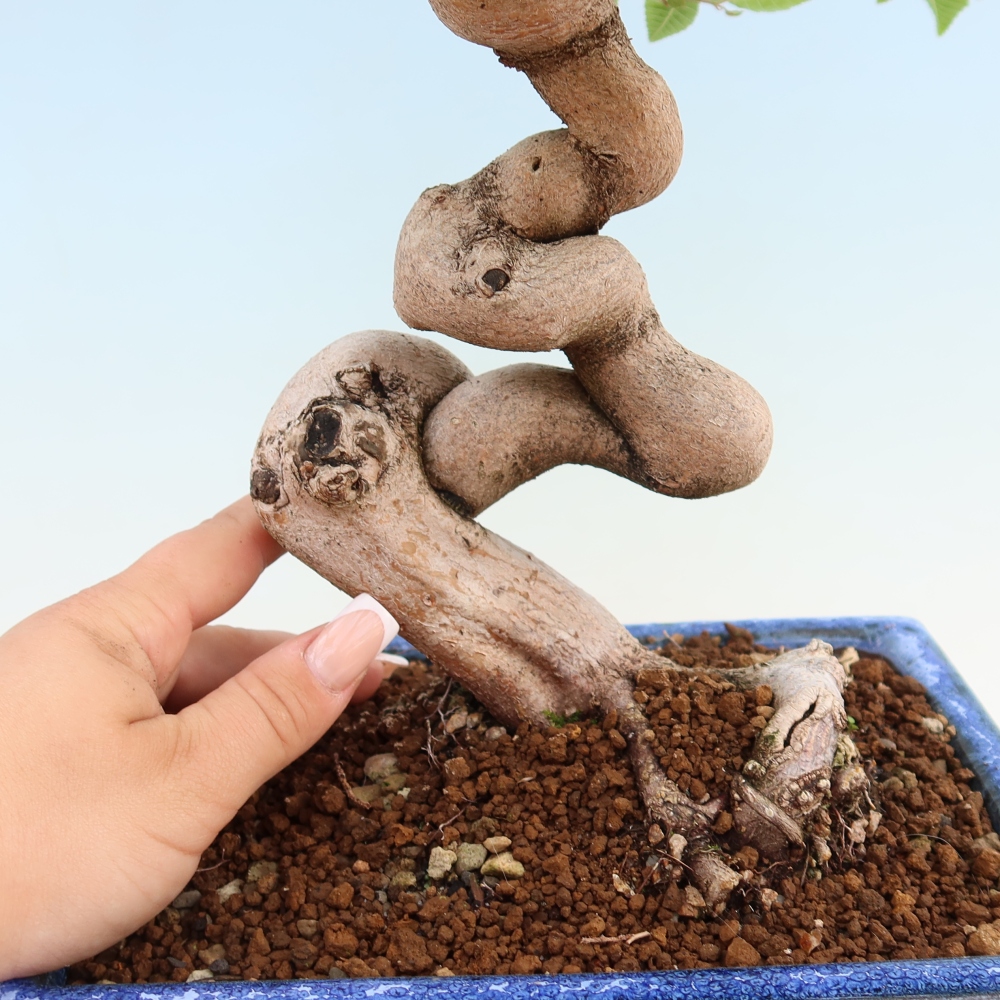 Bonsai da esterno -Carpinus Coreana - Carpino coreano