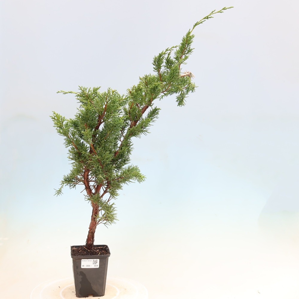 Bonsai da esterno - Juniperus chinensis Kishu