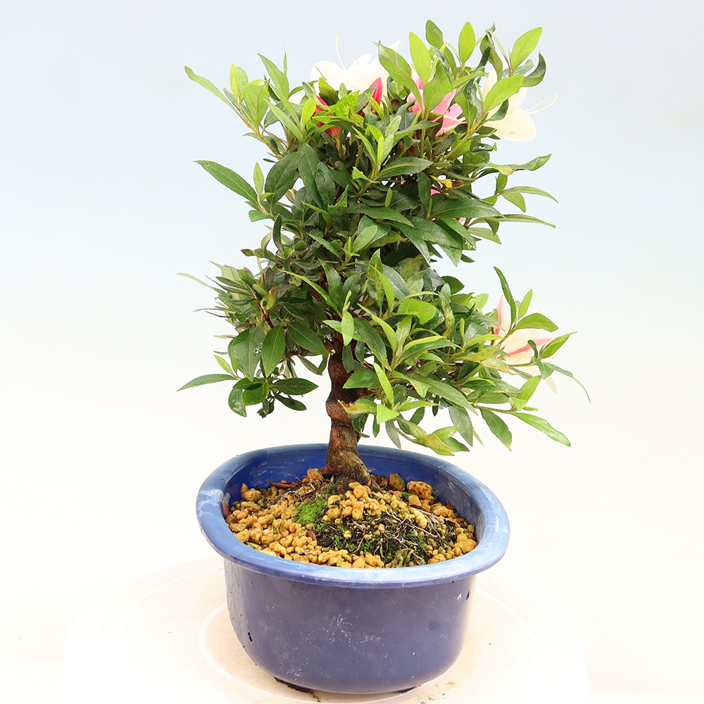 Bonsai da esterno - Azalea giapponese - Azalea CHIHIRO