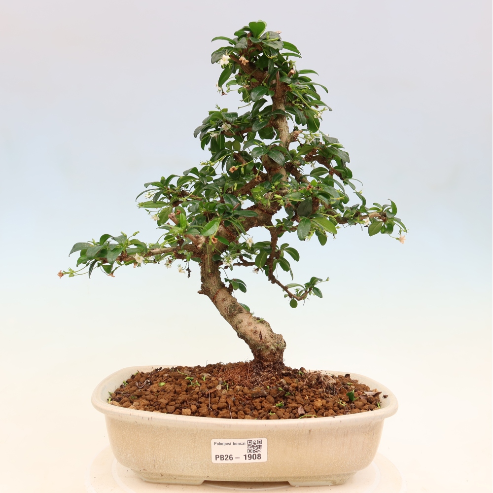 Camera bonsai - Carmona macrophylla - Tea fuki