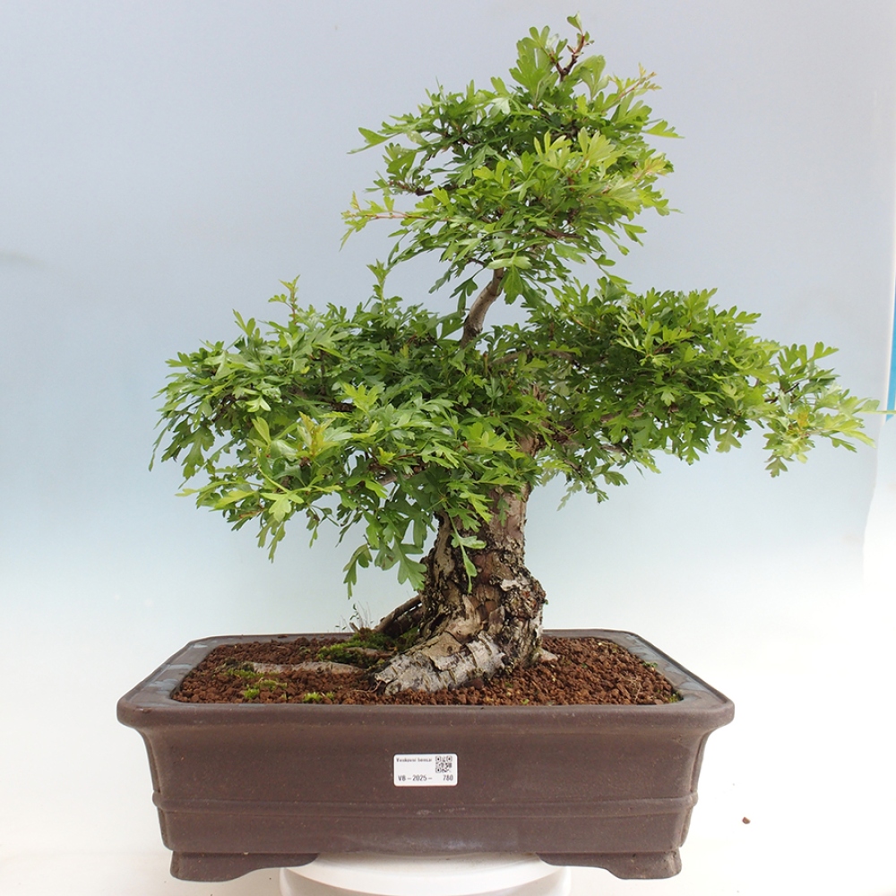 Bonsai da esterno - Biancospino - Crataegus monogyna