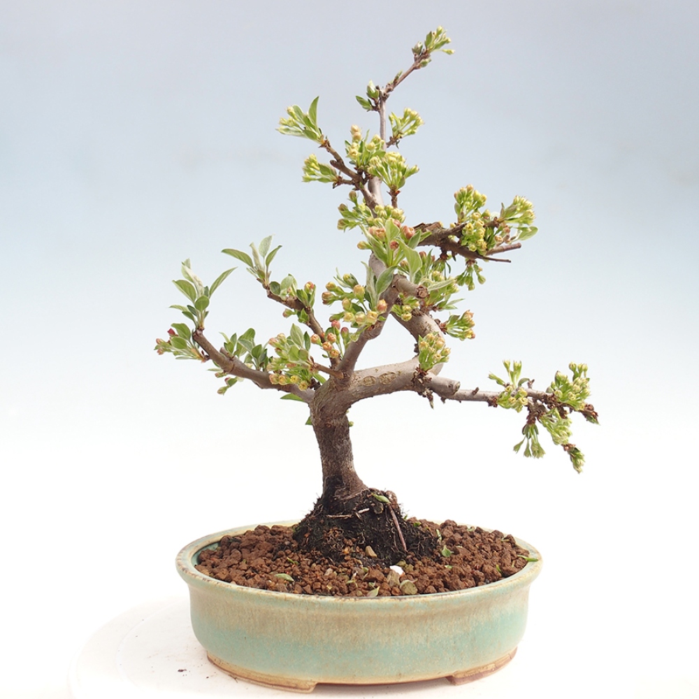 Bonsai da esterno - Malus sargentii - Melo a frutto piccolo