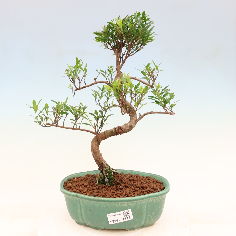 Camera bonsai - Syzygium - Pimento