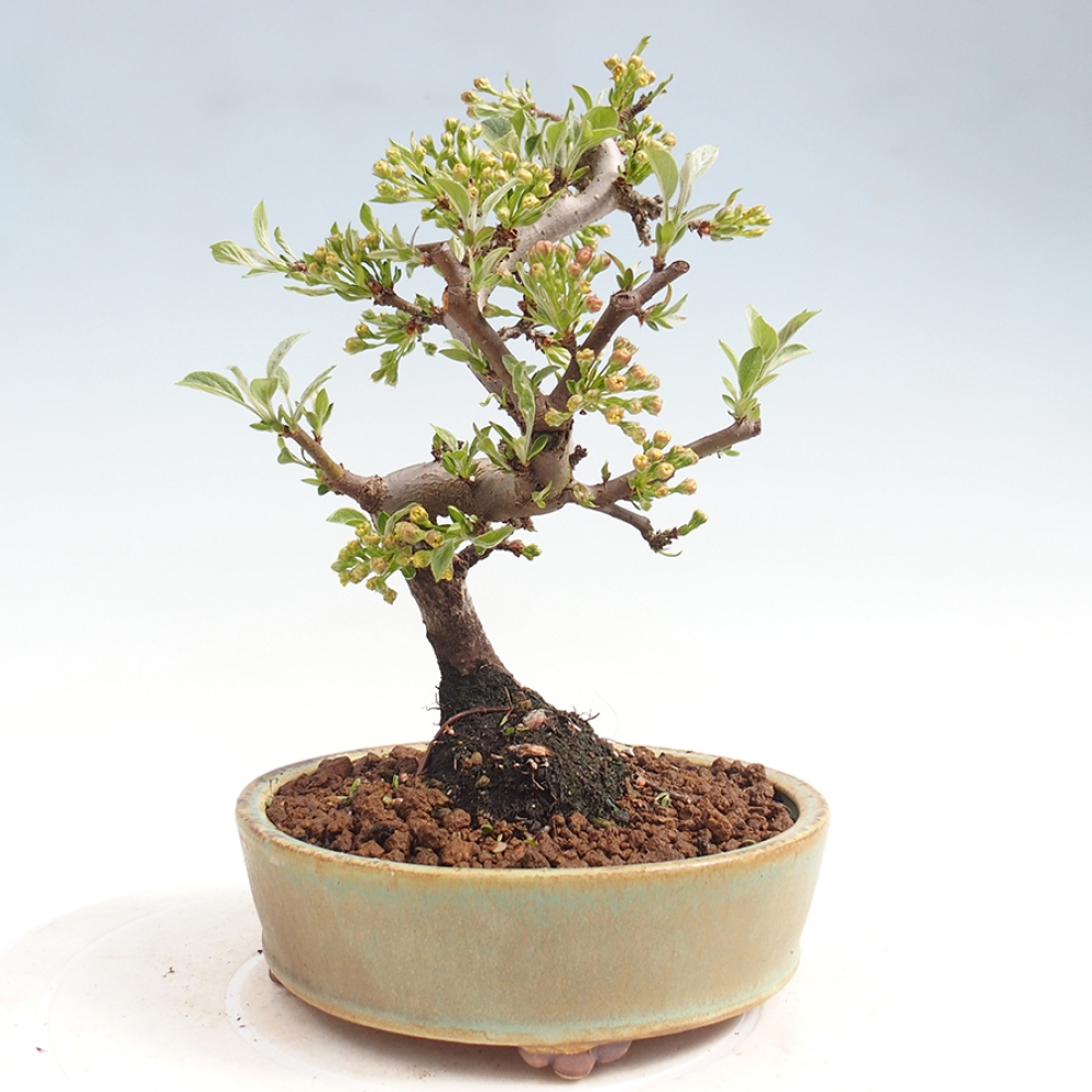 Bonsai da esterno - Malus sargentii - Melo a frutto piccolo