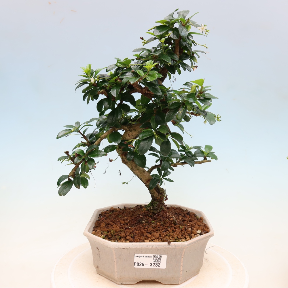 Camera bonsai - Carmona macrophylla - Tea fuki