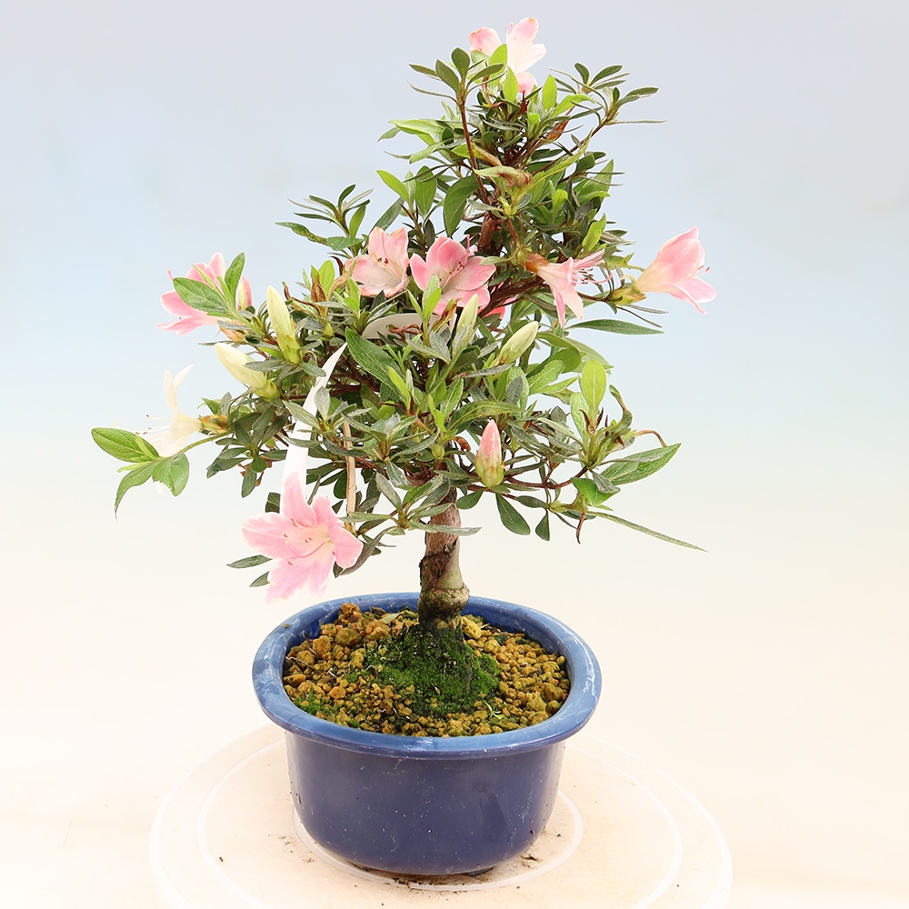 Bonsai da esterno - Azalea giapponese - Azalea Senhime