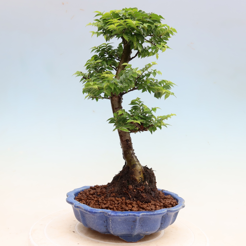 Bonsai da esterno - Ulmus Jacqueline Hillier - Olmo magnifico