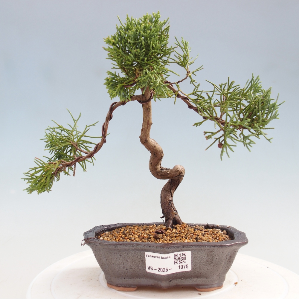 Bonsai da esterno - Juniperus chinensis Kishu