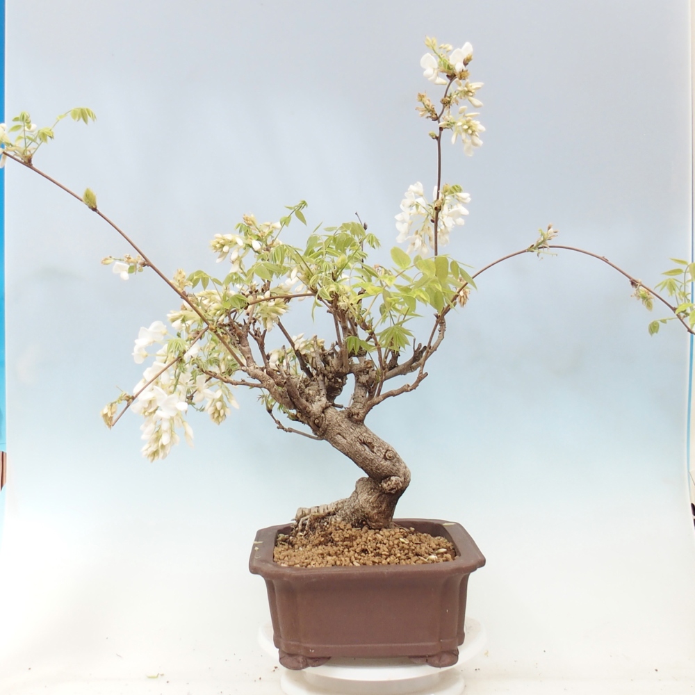 Bonsai da esterno - Vistaria - Glicine