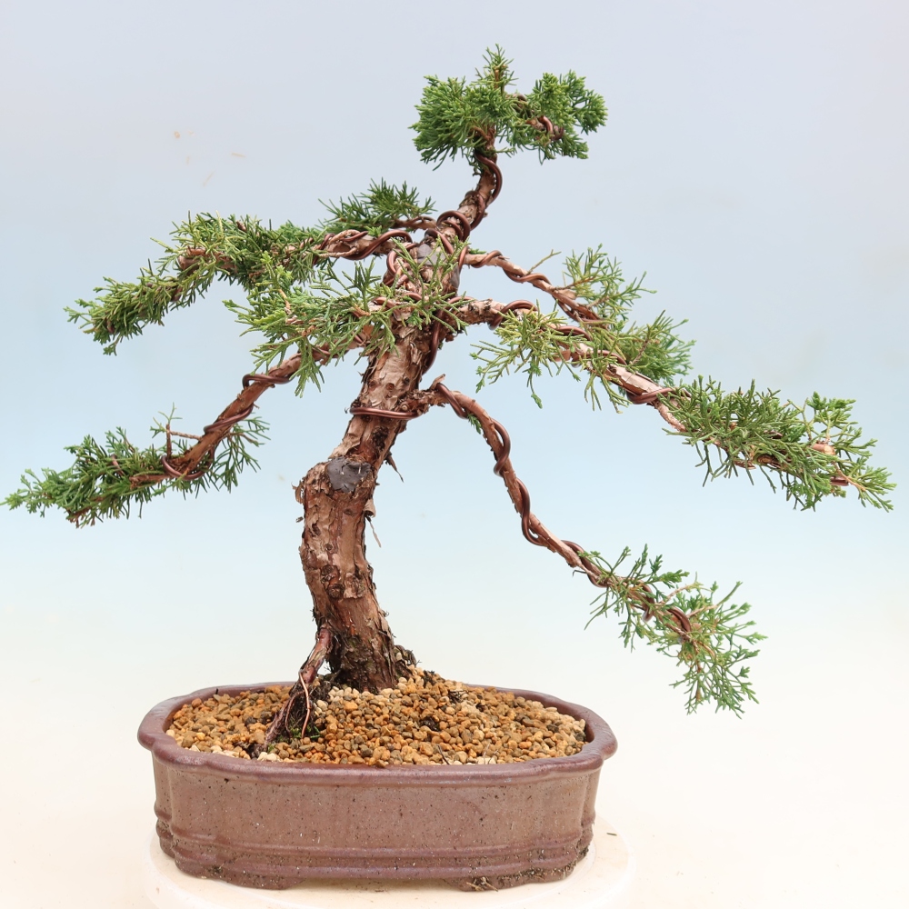 Bonsai da esterno - Juniperus chinensis Kishu